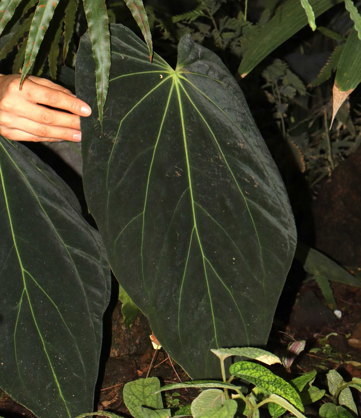 Anthurium papillaminum