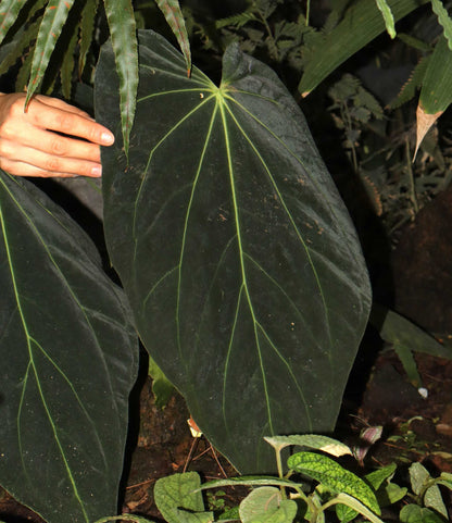Anthurium papillaminum
