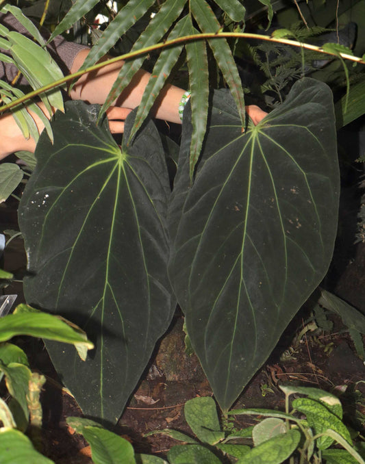 Anthurium papillilaminum