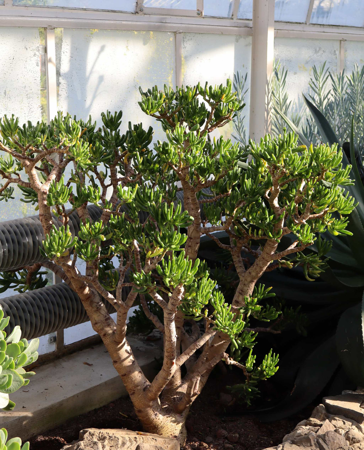 Crassula ovata 'Hobbit' | Paradisträd
