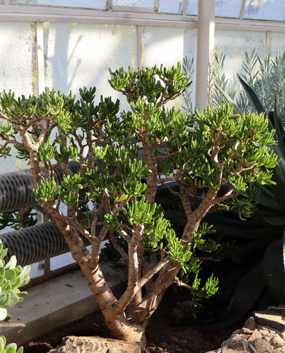 Crassula ovata 'Hobbit' | Paradisträd