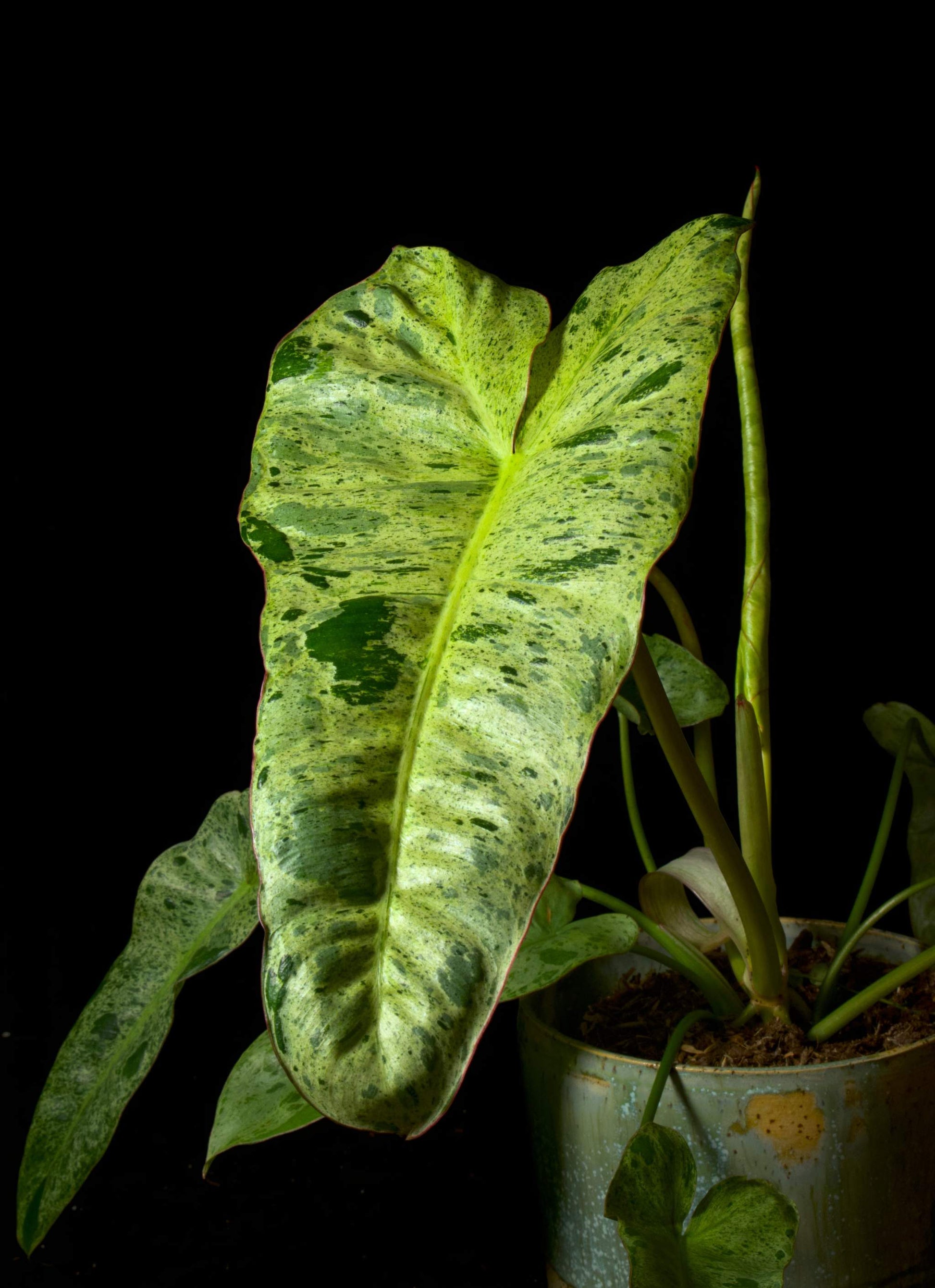 philodendron paraiso verde for sale Philodendron Paraiso Verde