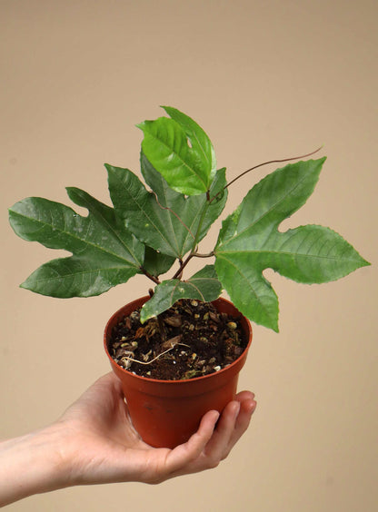 Maracuja/gul passionsfrukt 'Passiflora edulis f. flavicarpa'