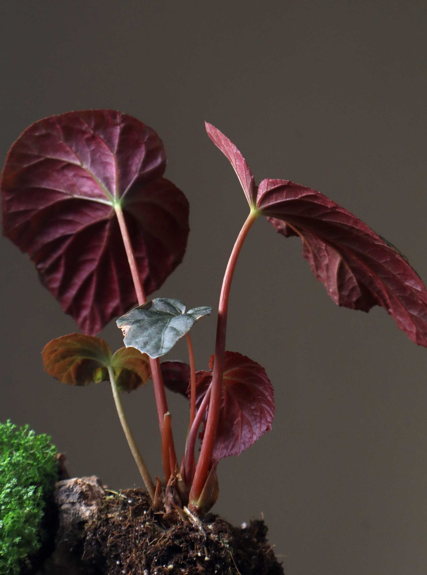 Begonia pavonina