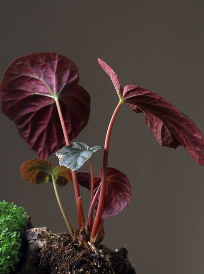 Begonia pavonina