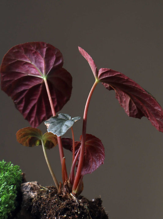 Begonia pavonina