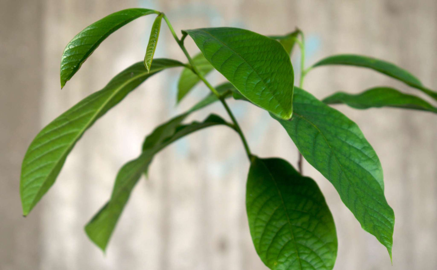 Pawpaw 'Asimina triloba'