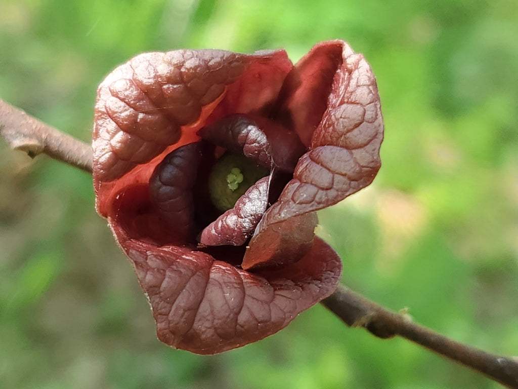 Pawpaw 'Asimina triloba'
