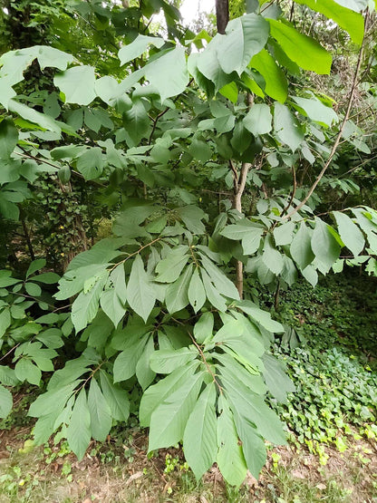 Pawpaw 'Asimina triloba'