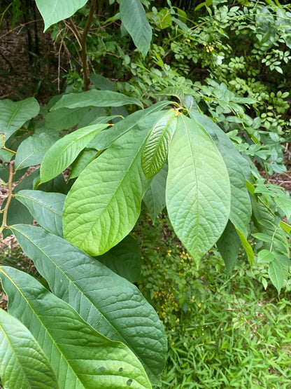 Pawpaw 'Asimina triloba'