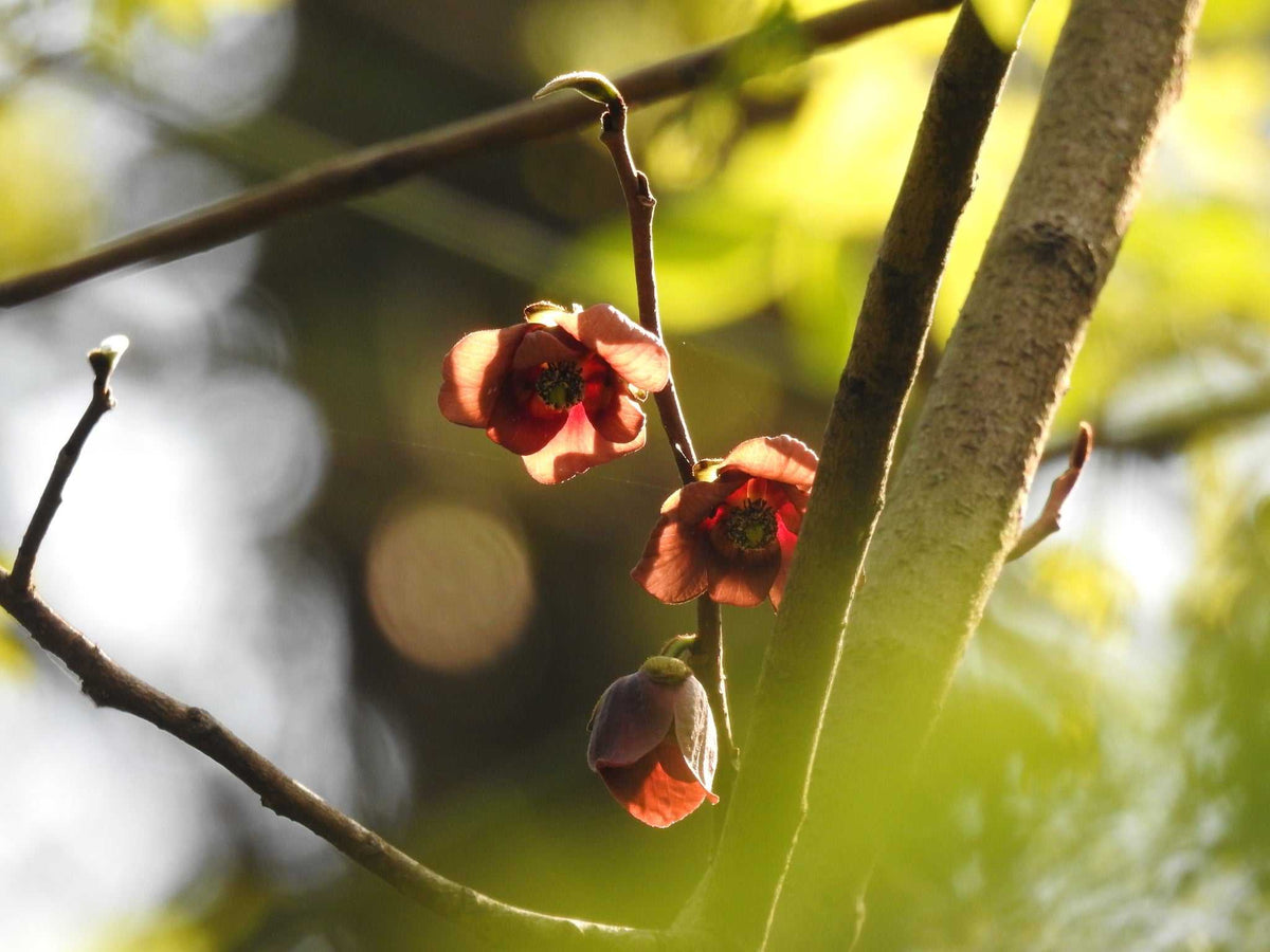 Pawpaw 'Asimina triloba'