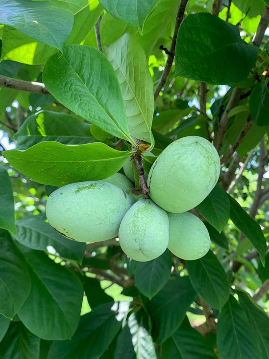 Papaya 'Asimina triloba'