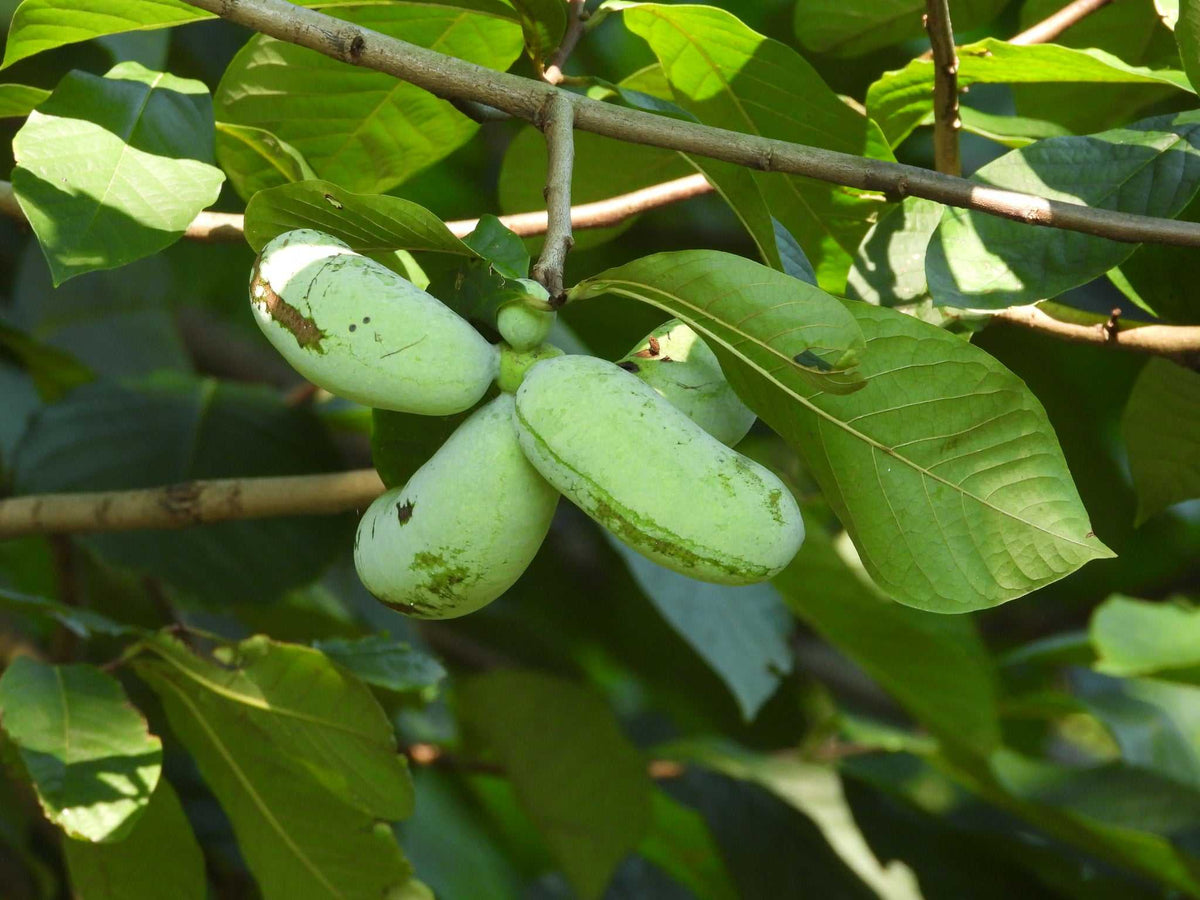 Pawpaw 'Asimina triloba'