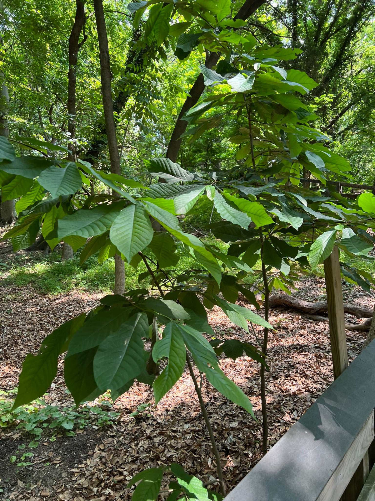 Pawpaw 'Asimina triloba'