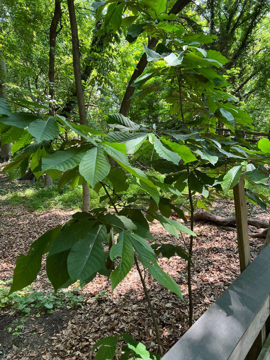 Papaya 'Asimina triloba'