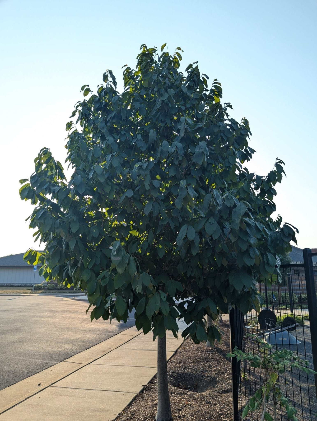 Pawpaw 'Asimina triloba'