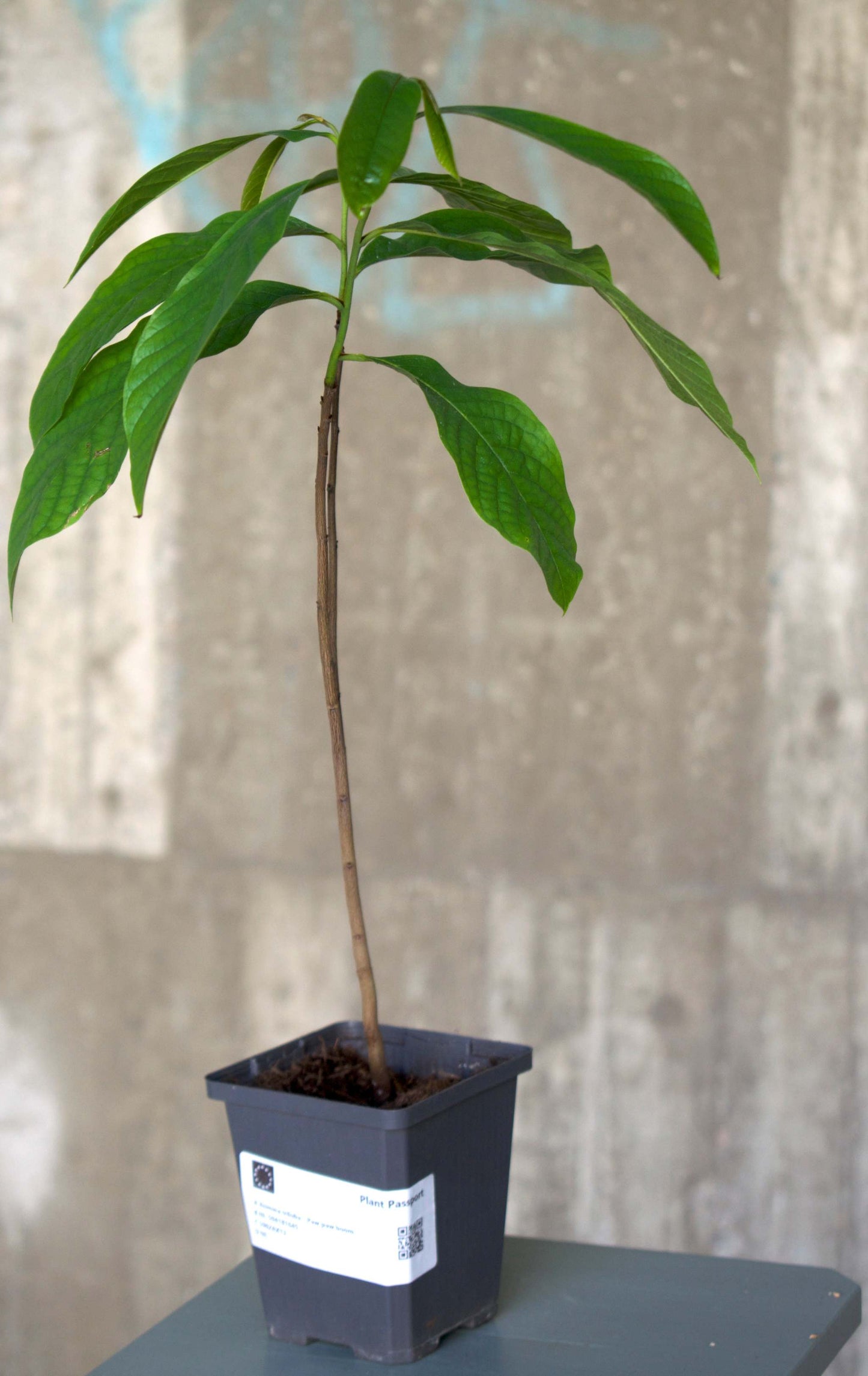 Pawpaw 'Asimina triloba'