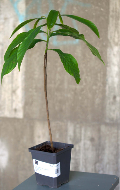 Pawpaw 'Asimina triloba'