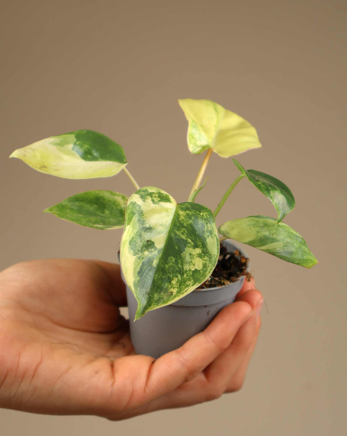 Philodendron 'Burle Marx Variegata'