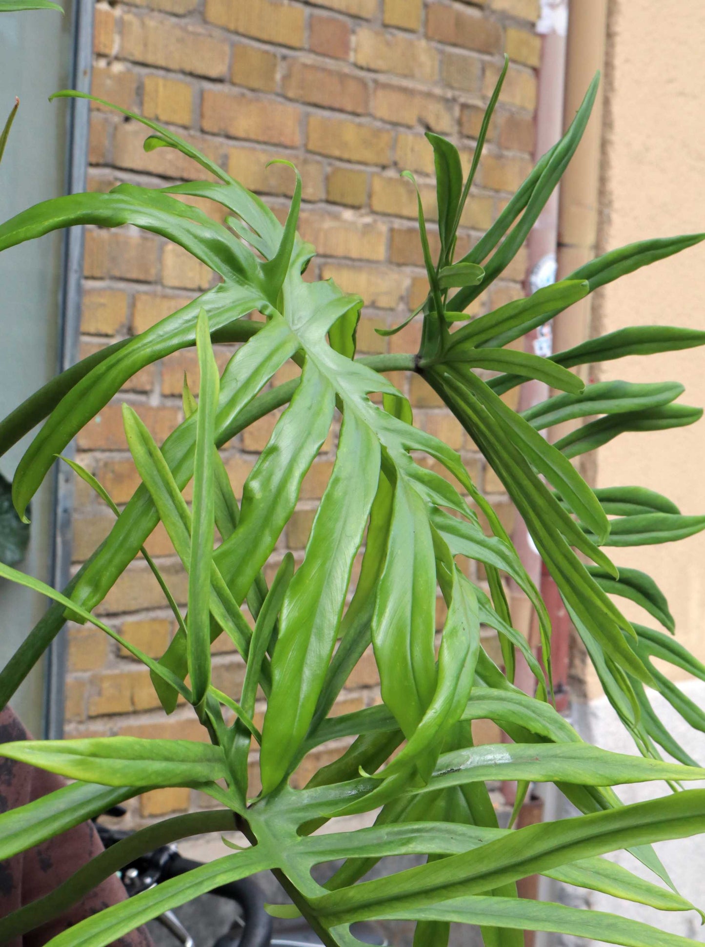 Philodendron elegans