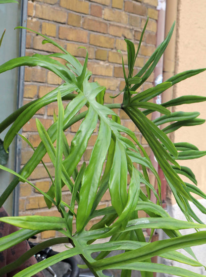 Philodendron elegans