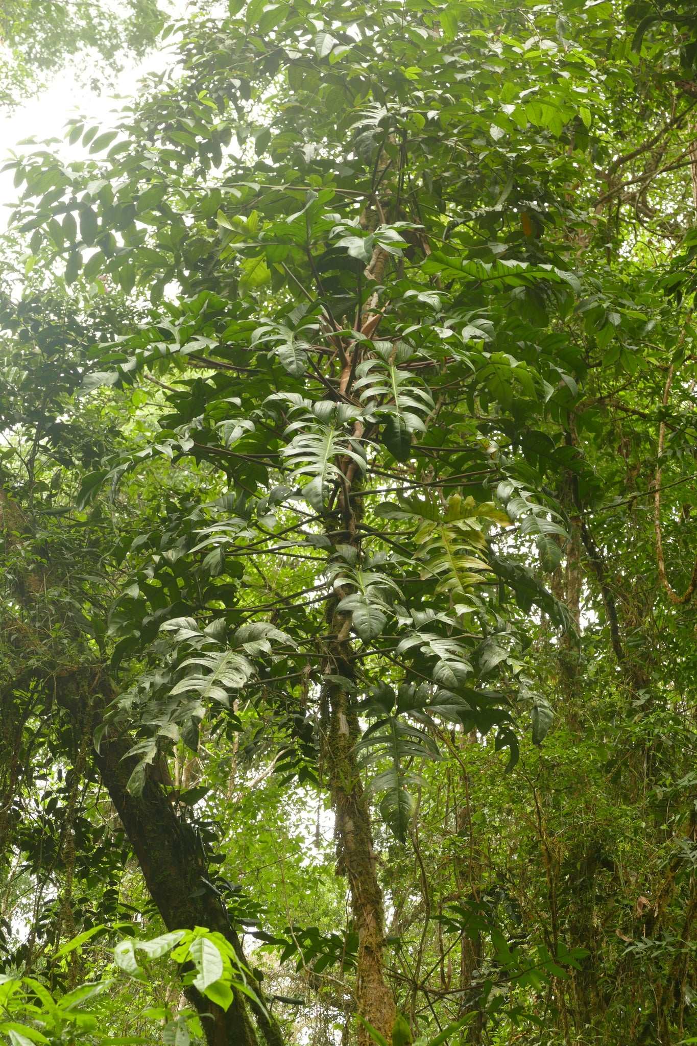Philodendron pedatum
