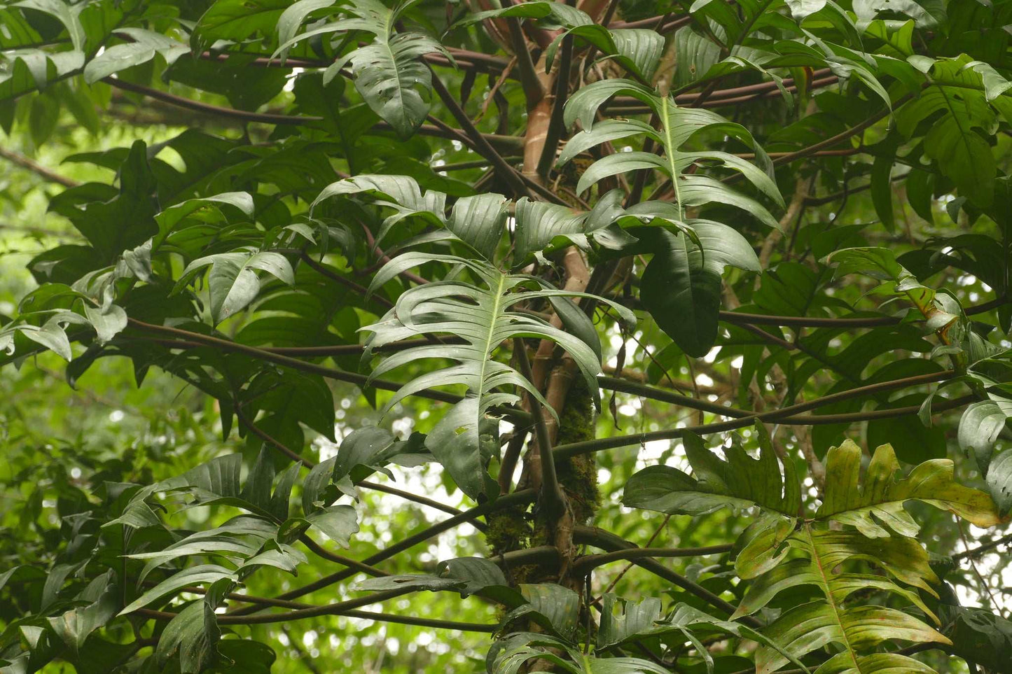 Philodendron pedatum