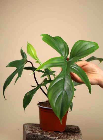 Philodendron pedatum