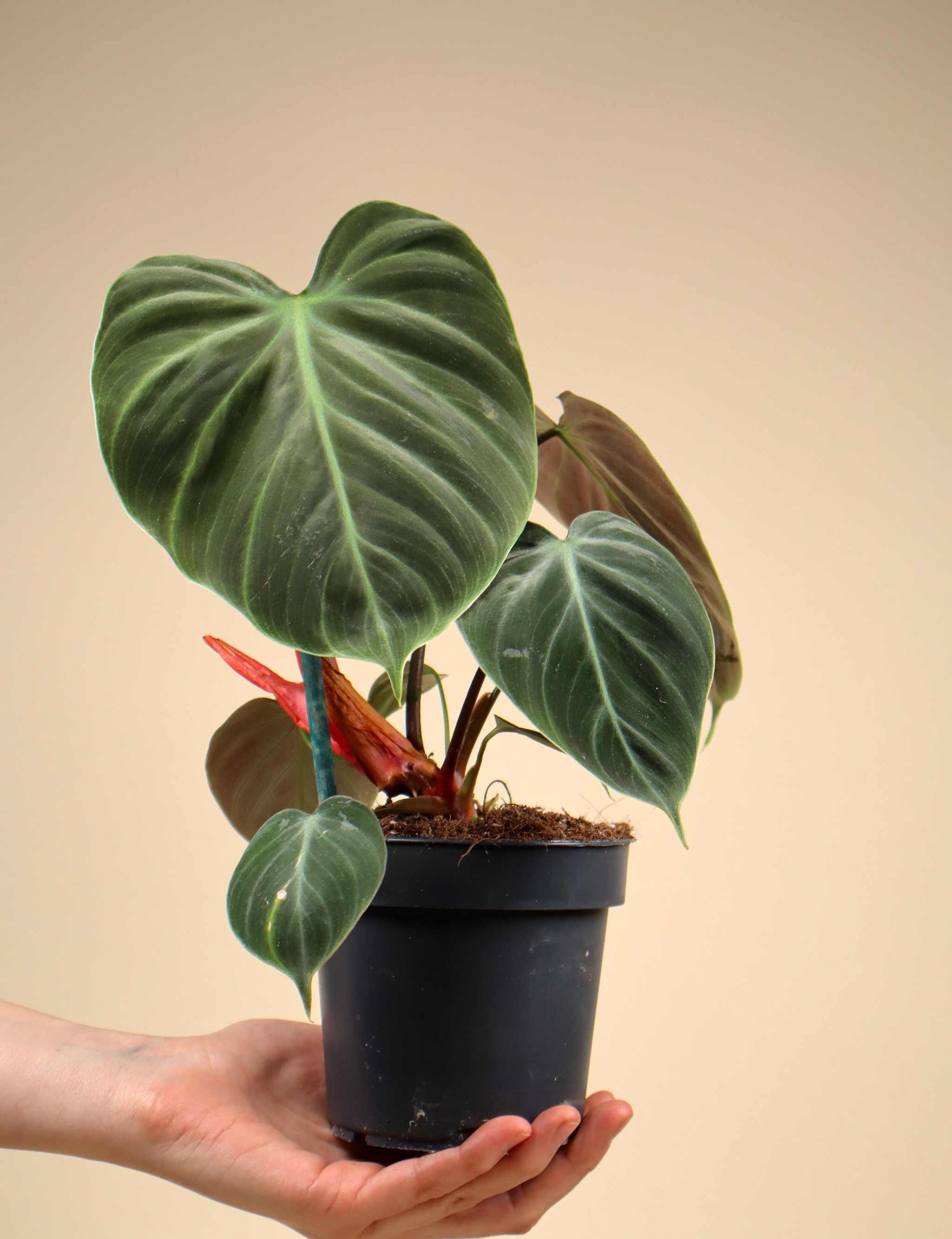buy philodendron online eu Philodendron Rubrijuvenile 'El Choco Red' For Sale