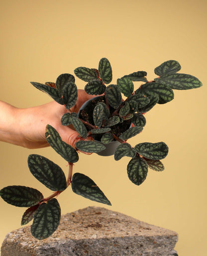 Pellionia repens