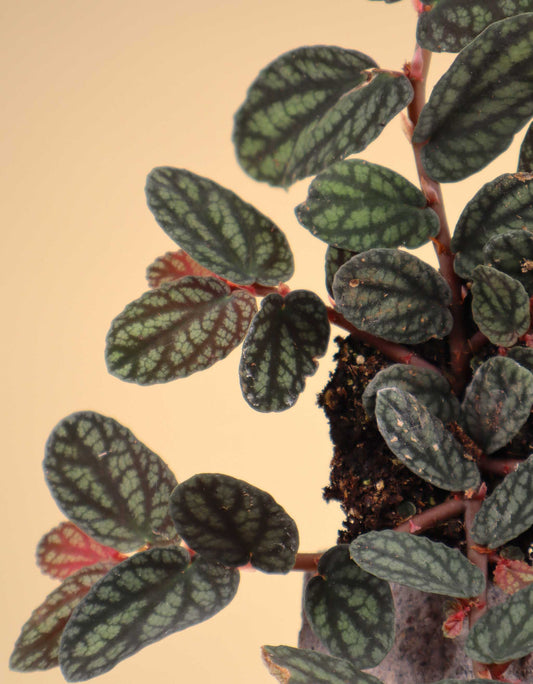 Pellionia repens