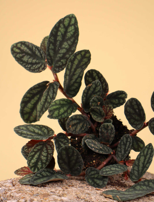 Pellionia repens
