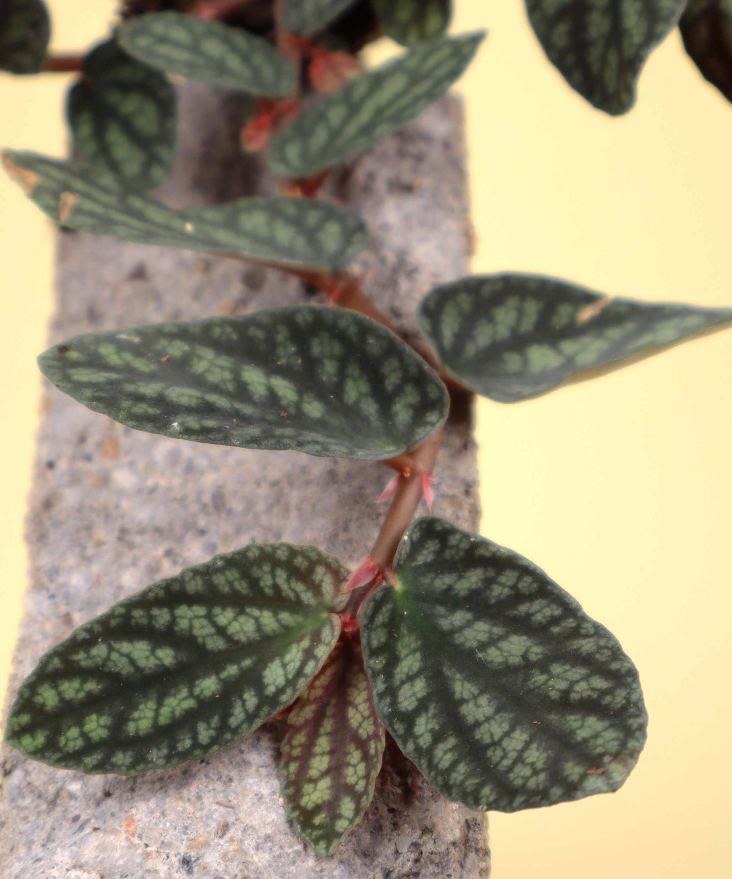 Pellionia repens