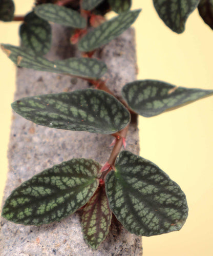Pellionia repens