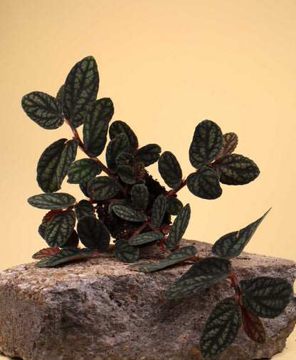 Pellionia repens