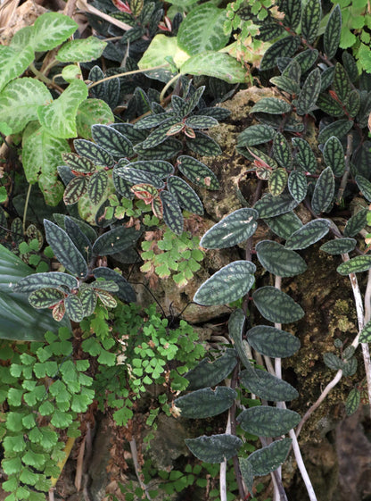 Pellionia repens