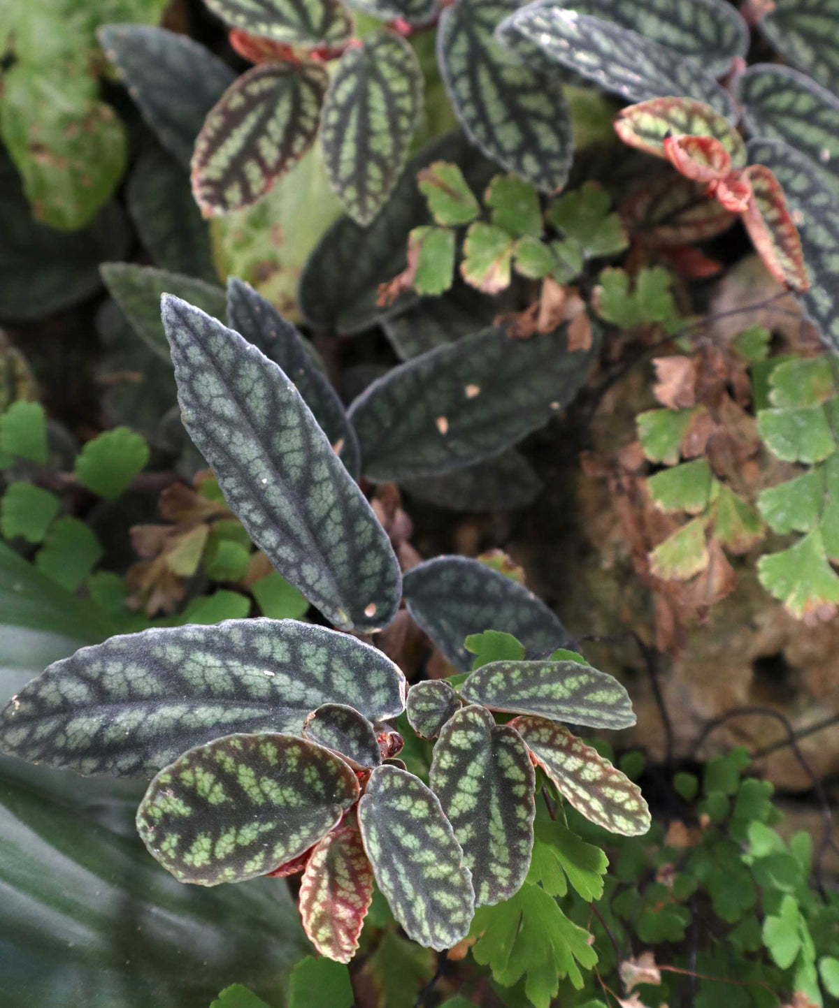 Pellionia repens