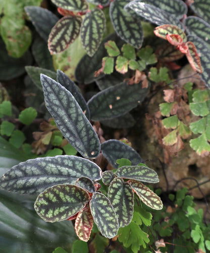 Pellionia repens