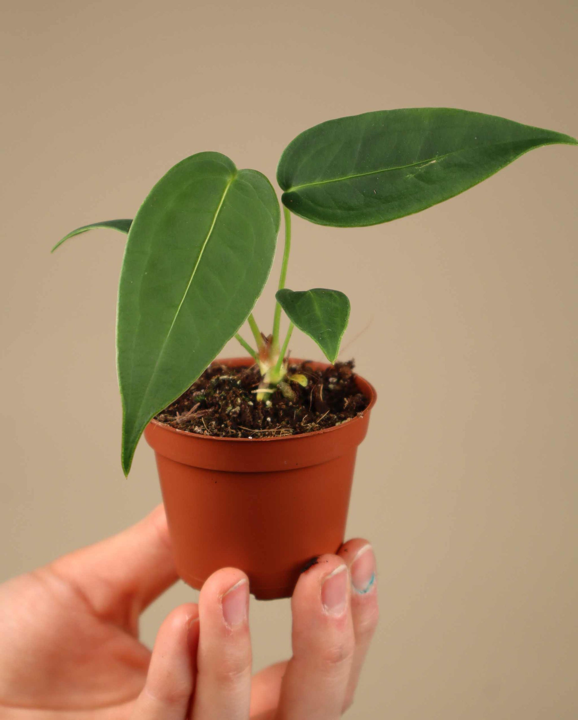 anthurium peltigerum for sale Anthurium peltigerum For Sale