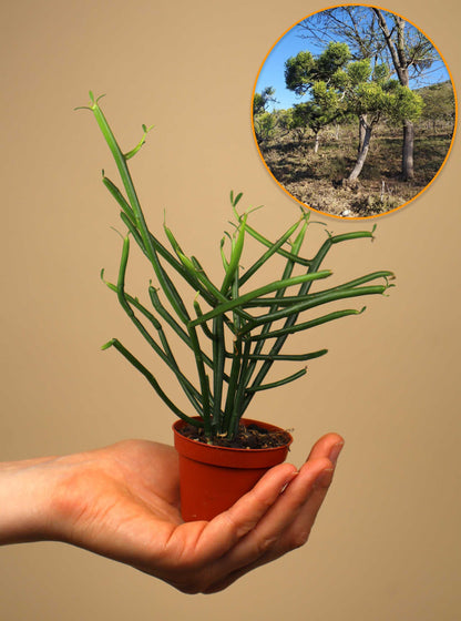 Euphorbia tirucalli 'Pencil Cactus'