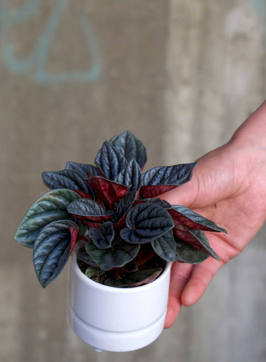 Peperomia caperata 'Montevideo'
