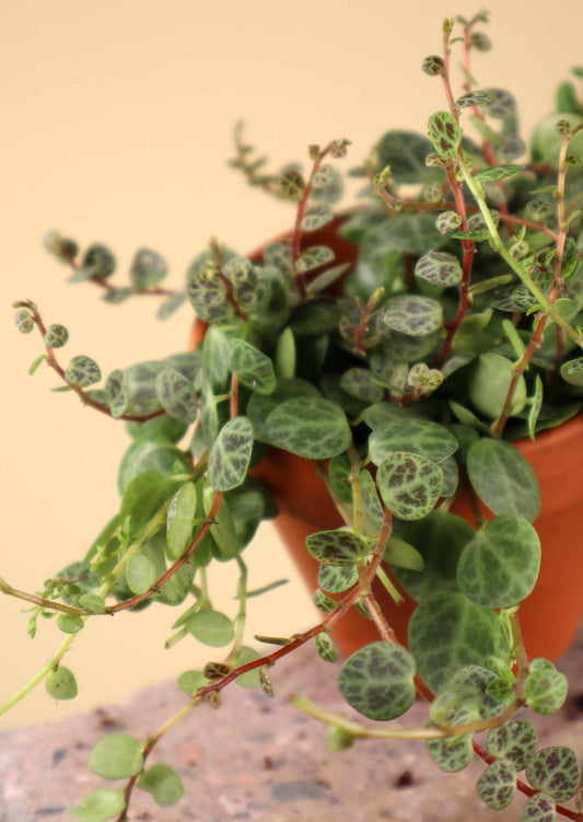 String of turtles 'Peperomia prostrata'