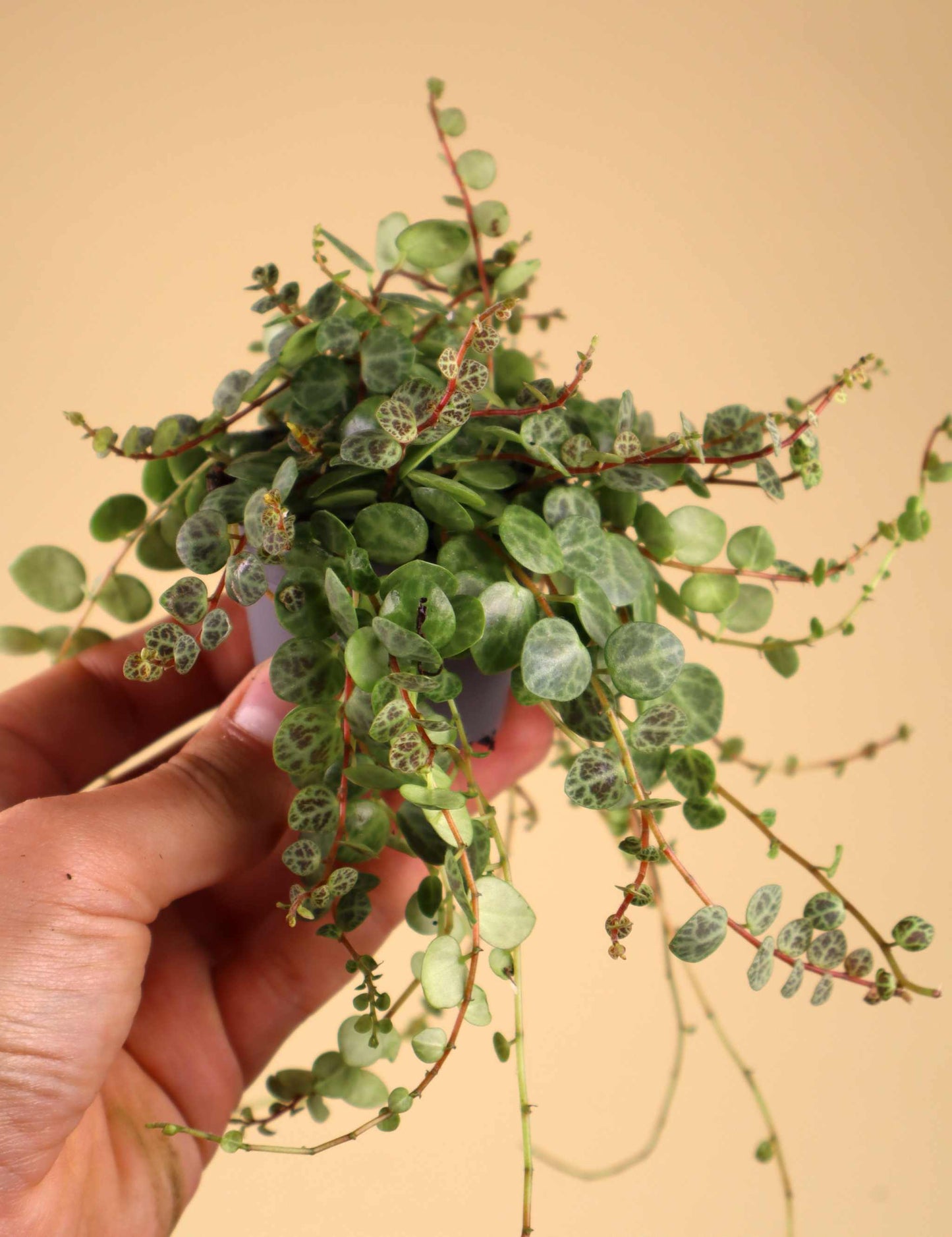 String of turtles 'Peperomia prostrata'