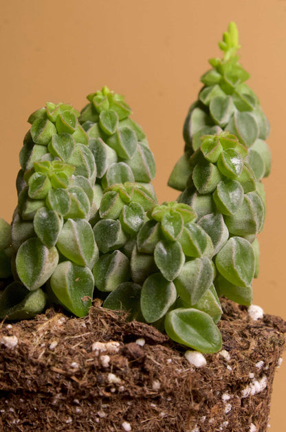 Peperomia columella