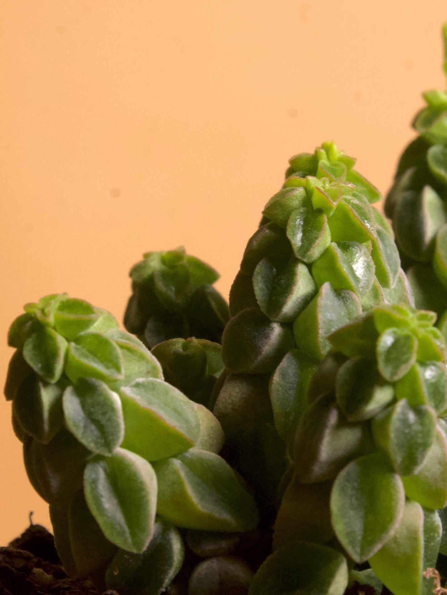 Peperomia columella