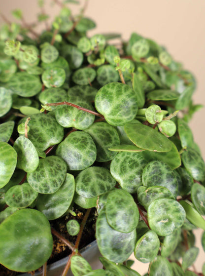 String of turtles 'Peperomia prostrata'