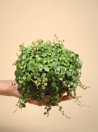 String of turtles 'Peperomia prostrata'