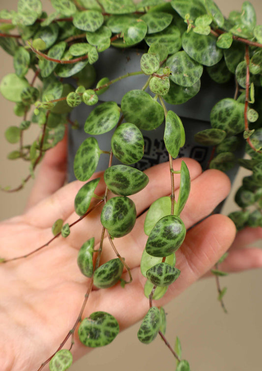 String of turtles 'Peperomia prostrata'
