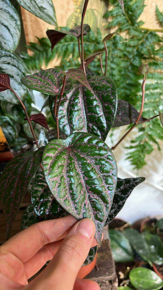 Piper ornatum