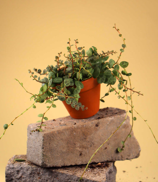 String of turtles 'Peperomia prostrata'